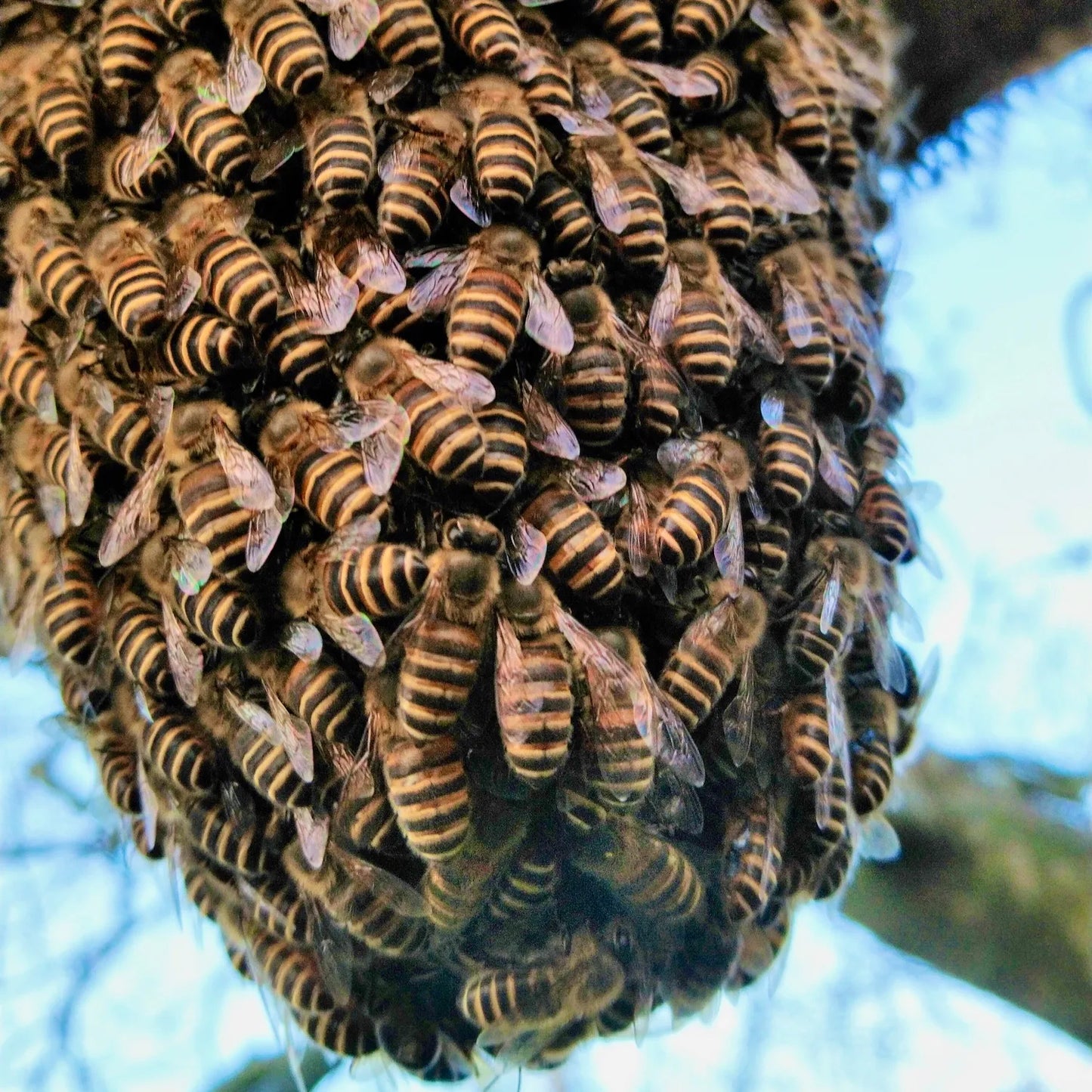 茨城県の日本みつばち(日本蜜蜂)養蜂