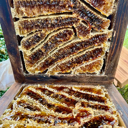 日本みつばちの自然はちみつの採蜜